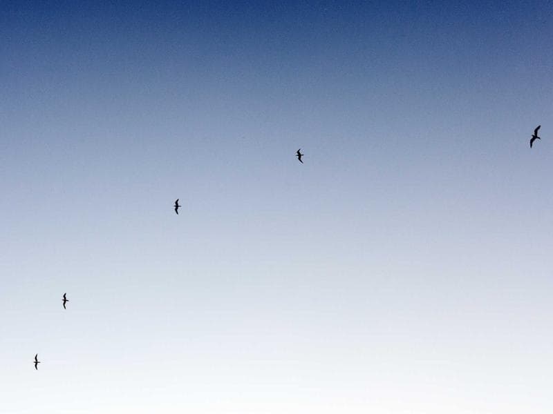 Caterpillar 336F L Hydraulic Excavator