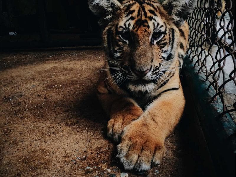 Hyundai HX300L Crawler Excavator thumbnail 2